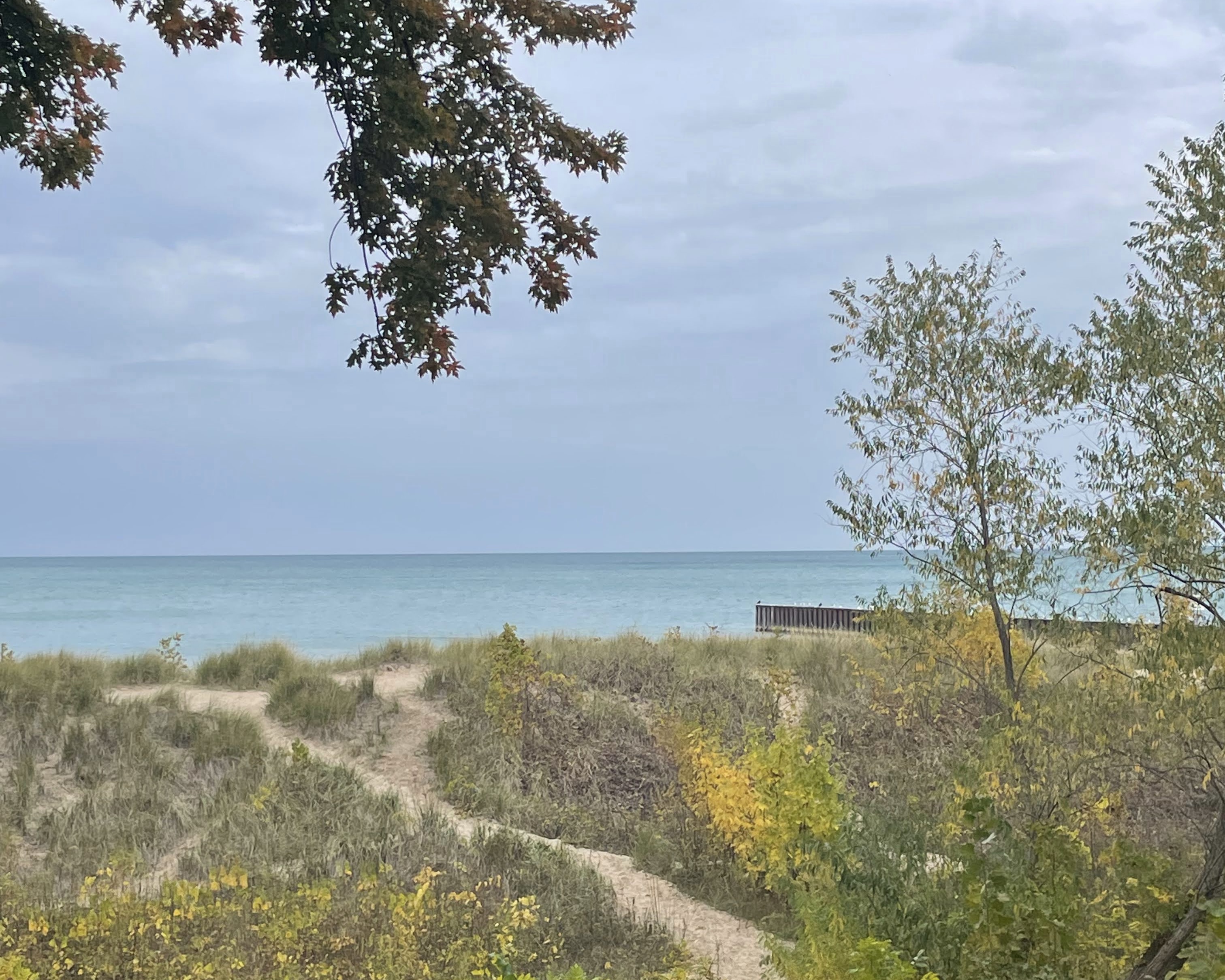  A view of Lake Michigan, partially obstructed by leaves. A trail of sand in the midst of grasses and wildflowers leads to the lake.